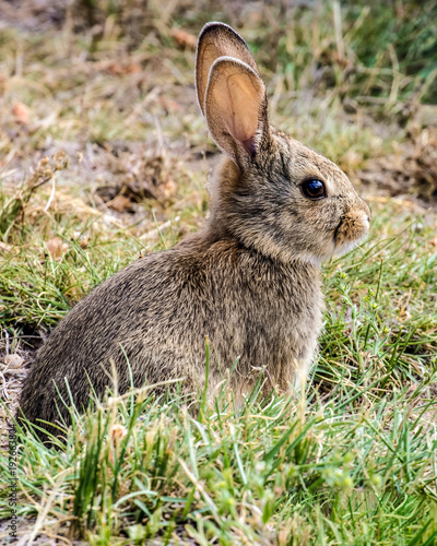 Rabbit Model