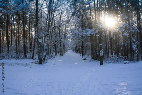 Winter Winterwald Landschaft Sonneraufgang