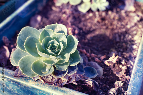 Succulent in a soil pot photo