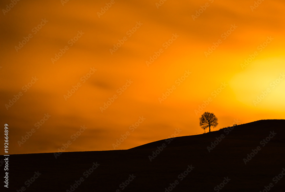 the sun burn down a tree and bench