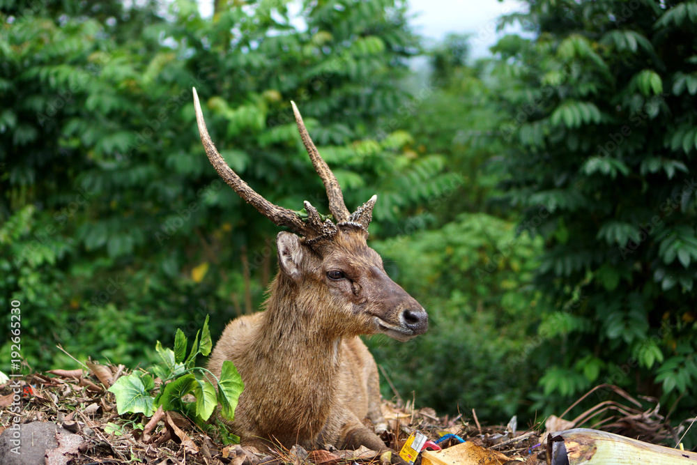 Naklejka premium Adult deer in the autumn forest, Java, Indonesia
