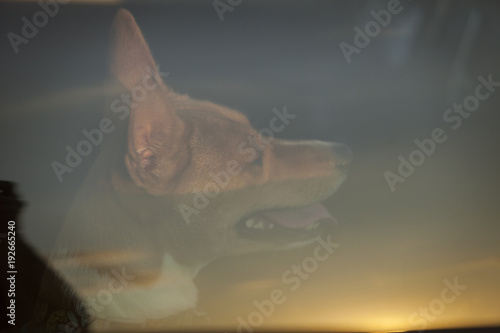 Portrait of a Basenji dog in a window. Reflection of the sunset. © krushelss