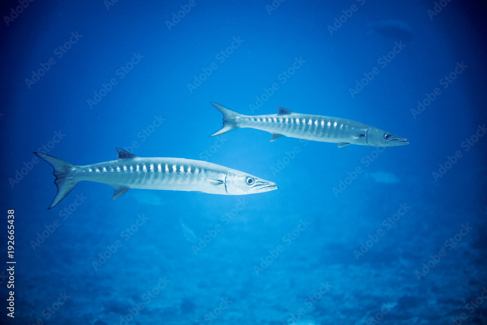 Barracuda underwater in the Maldives