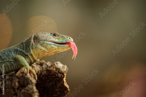 Ocellated lizard with tongue