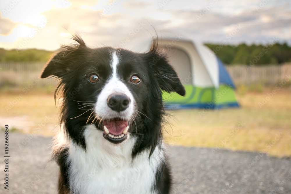A Border Collie dog in front of a camping tent at Assateague Island National Seashore, Maryland