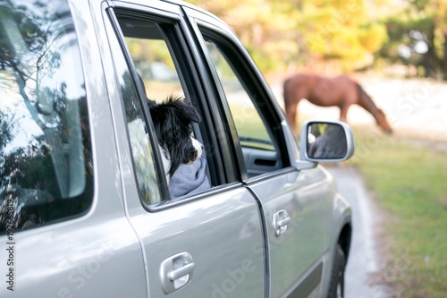 Border Collie dog watching a wild pony from a vehicle at Assateague Island National Seashore, Maryland © Mary Swift