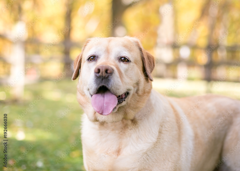 Portrait of a yellow Labrador Retriever mixed breed dog outdoors