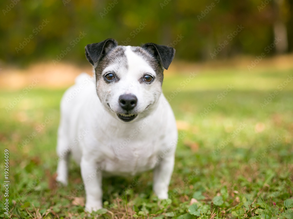 A cute Chihuahua mixed breed dog outdoors