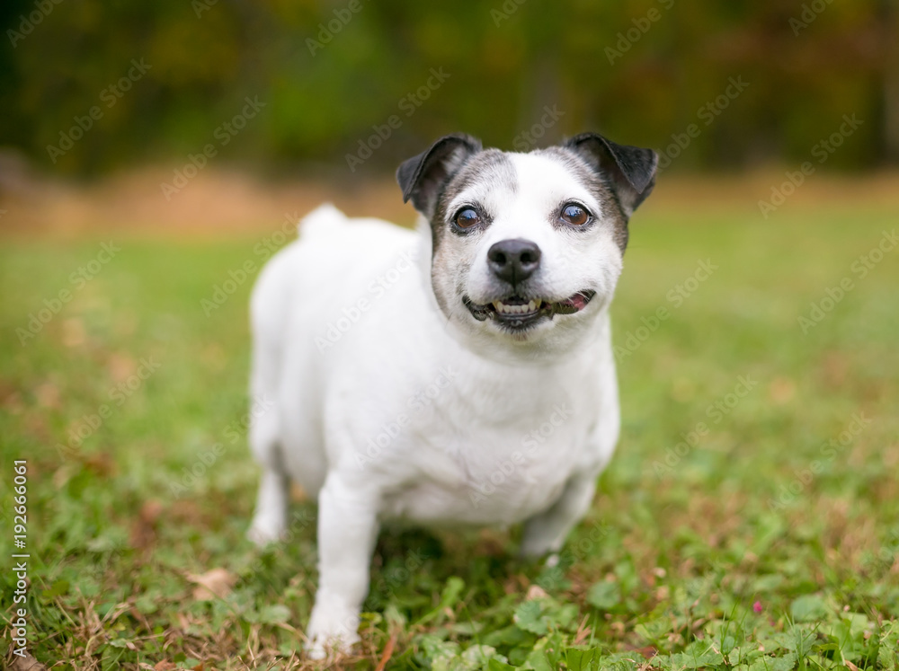 A cute Chihuahua mixed breed dog outdoors