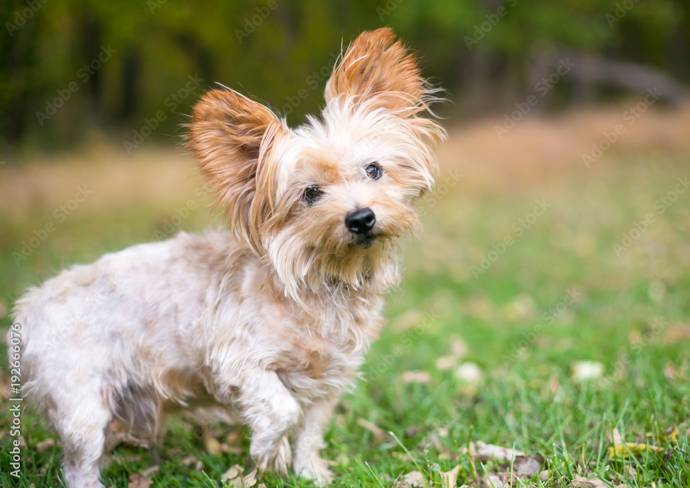 Silky sales terrier cross