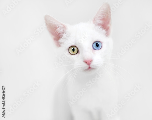 A white domestic shorthair kitten with heterochromia, one blue eye and one yellow eye