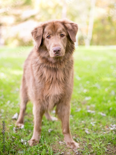 Fototapeta Naklejka Na Ścianę i Meble -  Portrait of a Retriever mixed breed dog outdoors
