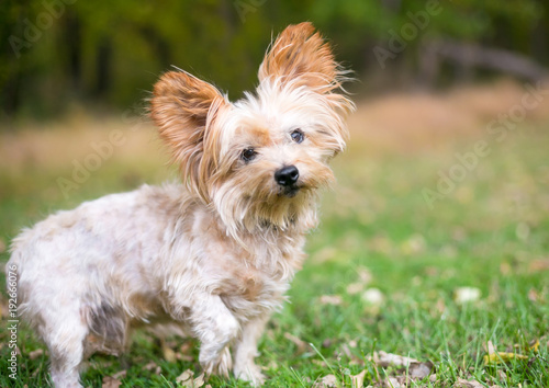A Silky Terrier/Yorkie mixed breed dog outdoors