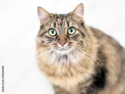 A fluffy brown tabby domestic medium hair cat with green eyes © Mary Swift