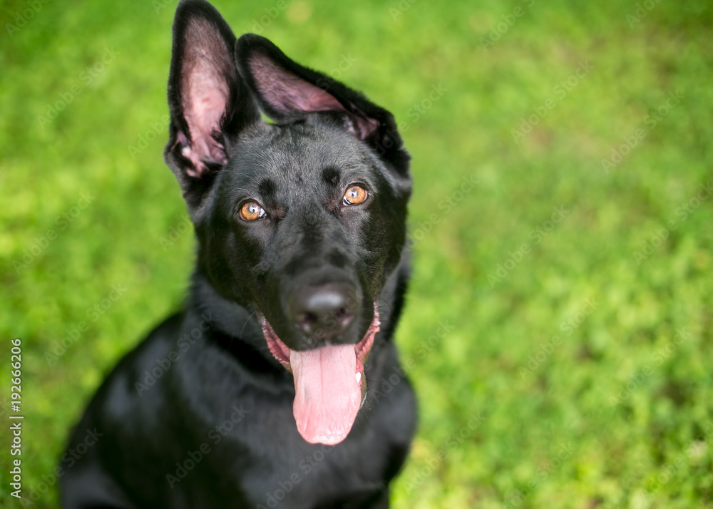 A black German Shepherd puppy with floppy ears panting A black German Shepherd puppy with floppy ears panting