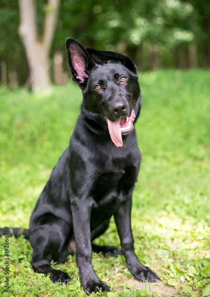 A black German Shepherd puppy with floppy ears listening with a head tilt 
