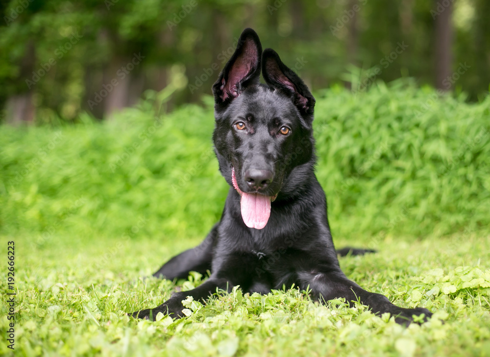 A black German Shepherd puppy with floppy ears lying in the grass A black German Shepherd puppy with floppy ears lying in the grass