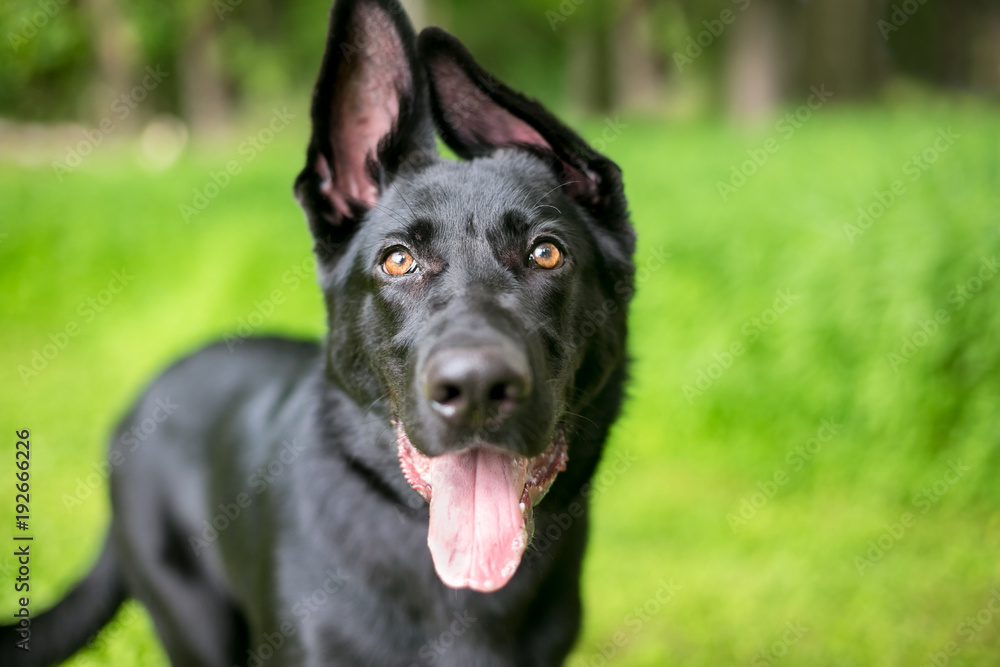 A black German Shepherd puppy with floppy ears A black German Shepherd puppy with floppy ears