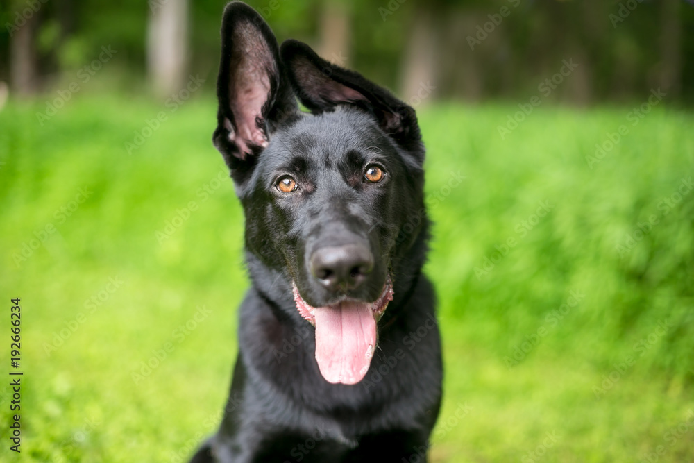 A black purebred German Shepherd puppy with floppy ears, looking at the camera and panting