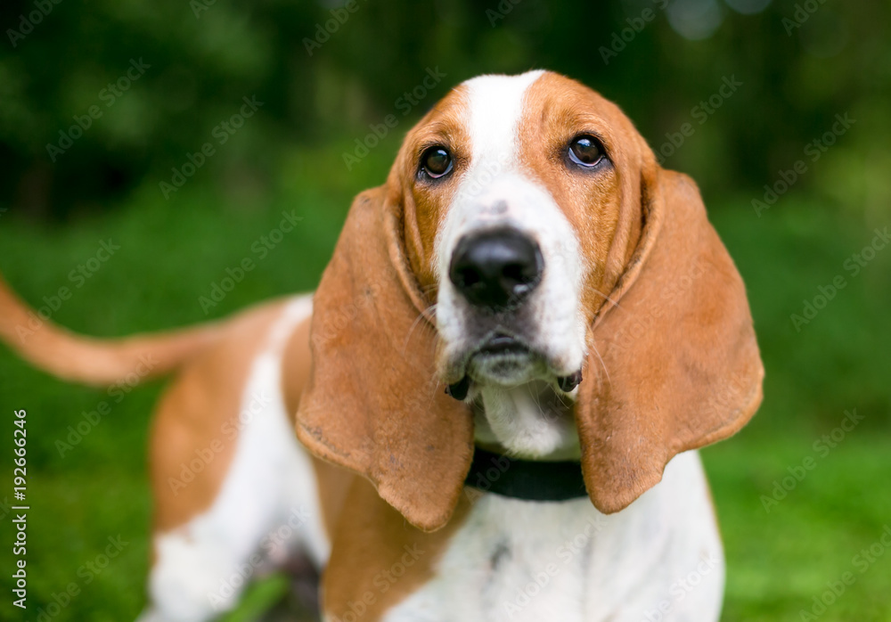 A red and white Basset Hound dog outdoors