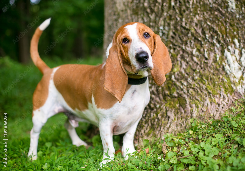 A red and white Basset Hound dog standing outdoors and listening with a head tilt