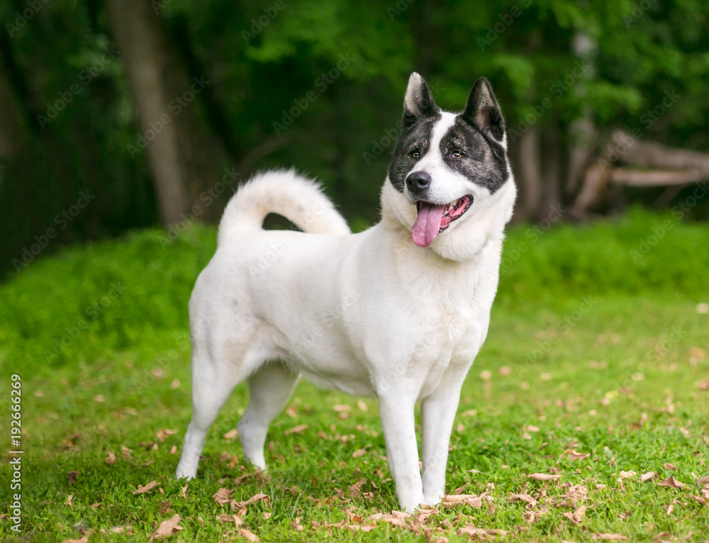 A purebred Akita dog standing outdoors