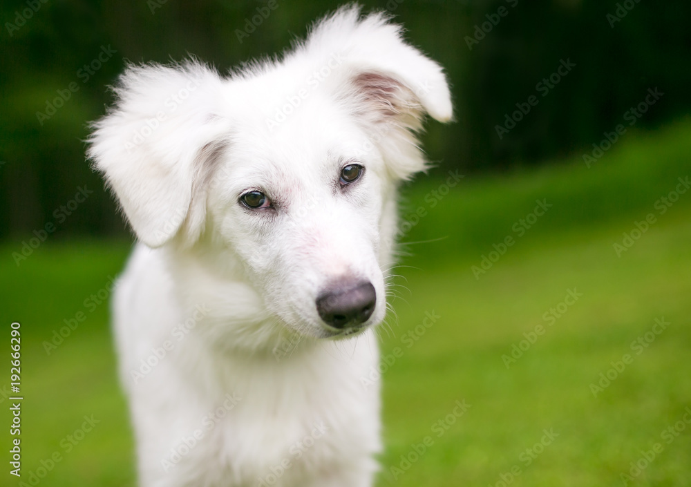 A fuzzy white mixed breed dog listening with a head tilt