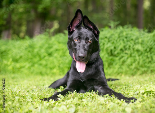 A black German Shepherd puppy with floppy ears lying in the grass