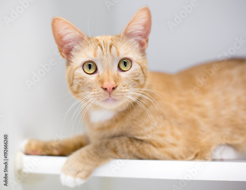 A wide eyed orange tabby shorthair cat staring at the camera