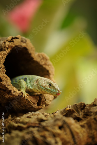 Ocellated lizard climb out from tree hole