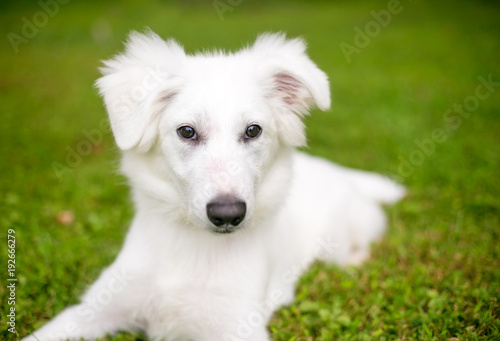 A fuzzy white mixed breed dog lying down in the grass