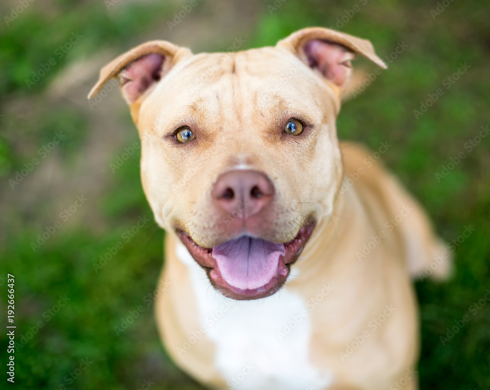 A happy Pit Bull Terrier mixed breed dog looking up at the camera