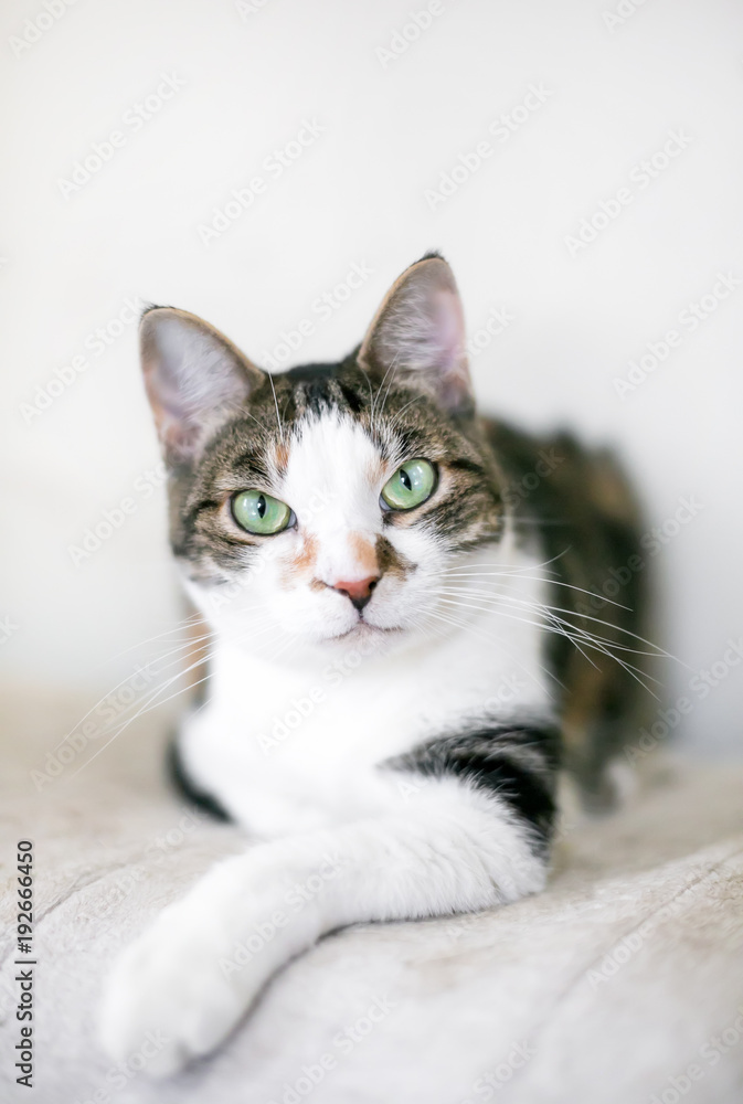 A brown and white tabby domestic shorthair cat in a relaxed pose