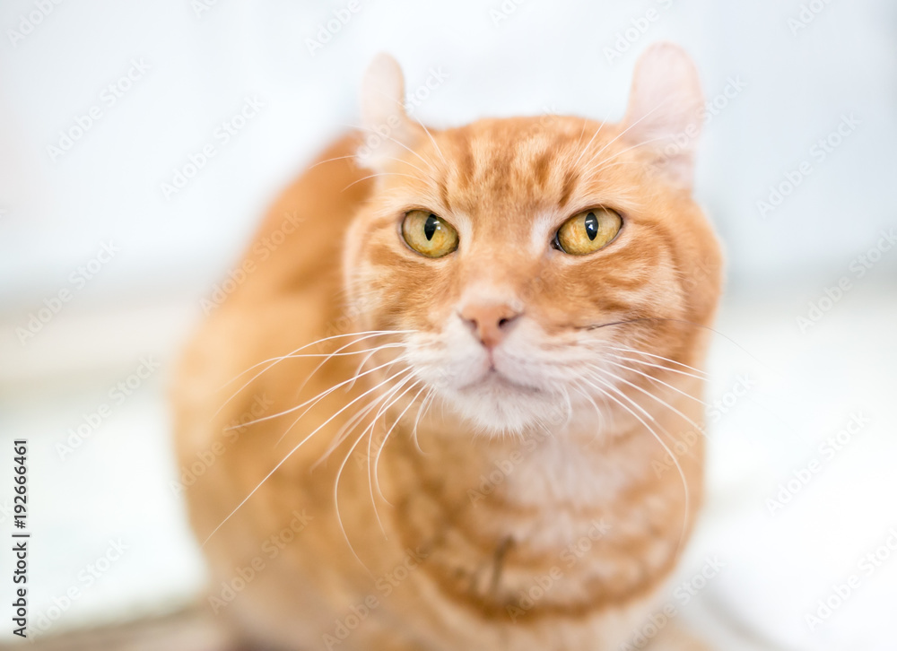 An American Curl breed orange tabby cat
