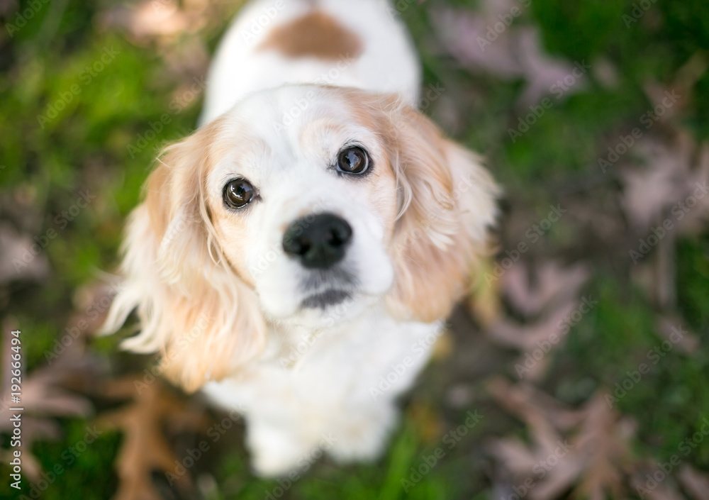 A tan and white Cocker Spaniel mixed breed dog looking at the camera Stock | Adobe Stock