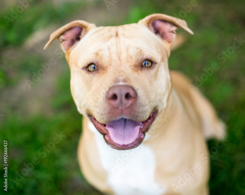 A happy Pit Bull Terrier mixed breed dog looking up at the camera