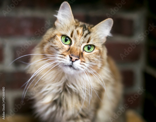 A fluffy brown tabby domestic longhair cat with bright green eyes photo