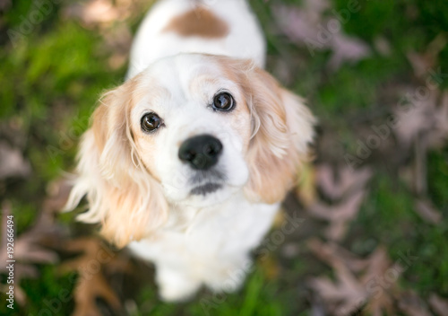 Vászonkép A tan and white Cocker Spaniel mixed breed dog looking up at the camera