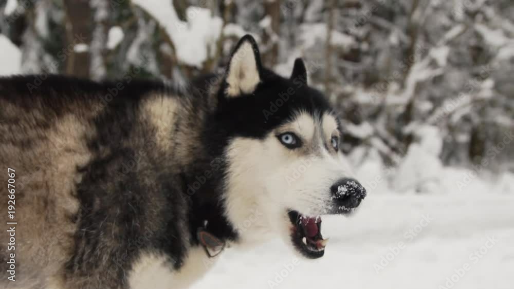 Close-up of a dog's face - a Siberian husky with blue eyes looking directly into the camera. Close-up of a dog's face - a Siberian husky with blue eyes looking directly into the camera.