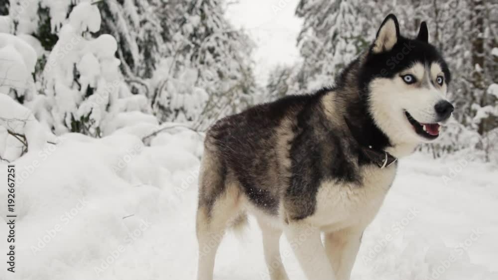 Siberian Husky runs to the camera in the forest on a path against the backdrop of a winter forest and looks into the camera. Beautiful winter dog in the forest. Siberian Husky runs to the camera in the forest on a path against the backdrop of a winter forest and looks into the camera. Beautiful winter dog in the forest.