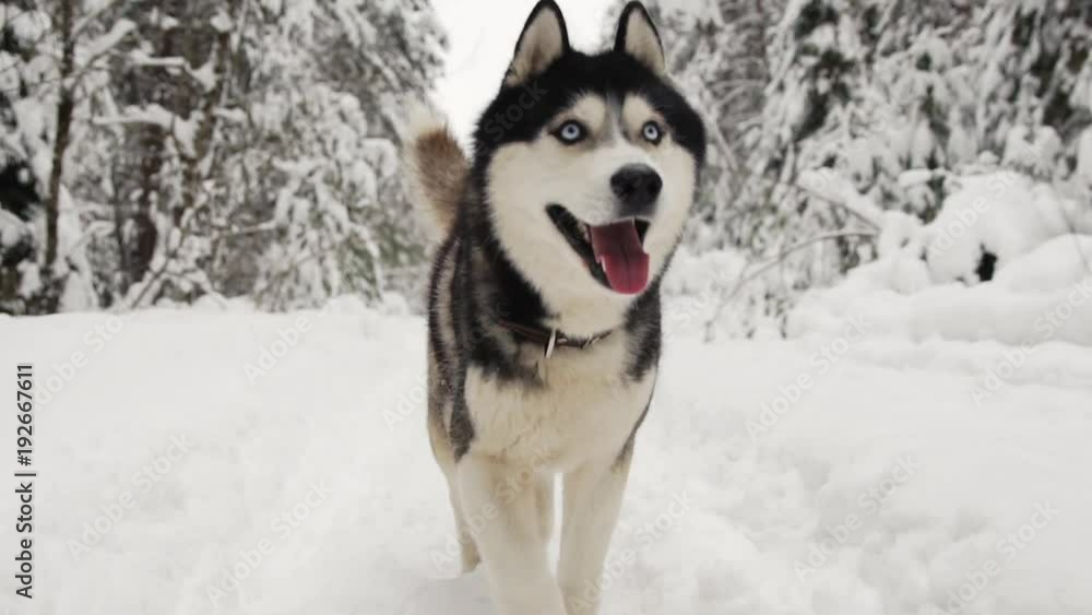 Siberian Husky runs to the camera in the forest on a path against the backdrop of a winter forest and looks into the camera. Beautiful winter dog in the forest. Siberian Husky runs to the camera in the forest on a path against the backdrop of a winter forest and looks into the camera. Beautiful winter dog in the forest.