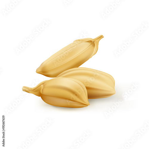 Rice seeds - Oryza.
Hand drawn vector illustration of golden yellow rice grain on white background, realistic style.