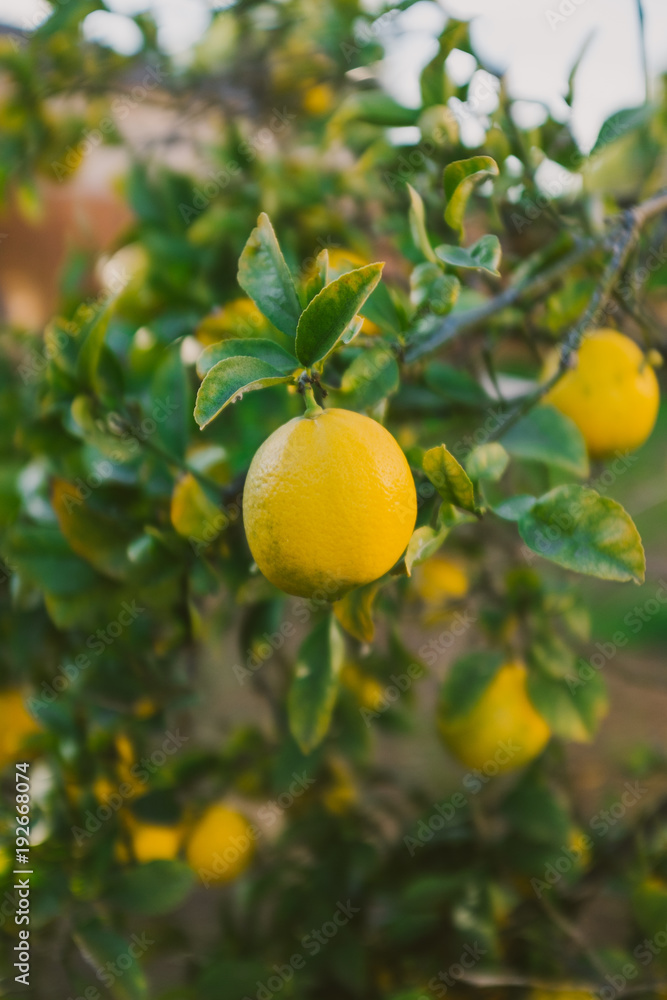 lemon on lemon tree
