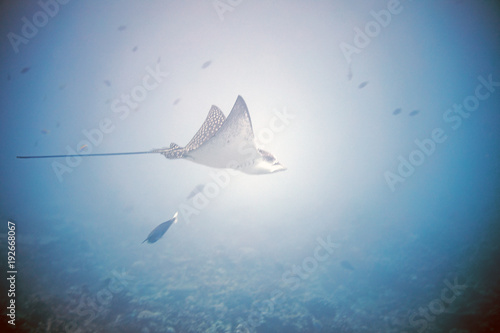 Eagle Ray Sting Ray Underwater in the Maldives
