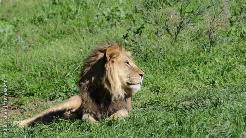 HD Video of one male lion resting in green grass, looking around then