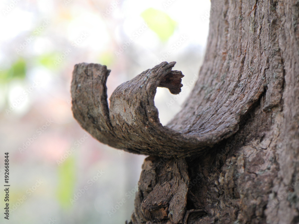 Fototapeta premium Bark Wave