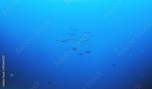 Flock (fever) of Eagle Ray Sting Rays in the Maldives