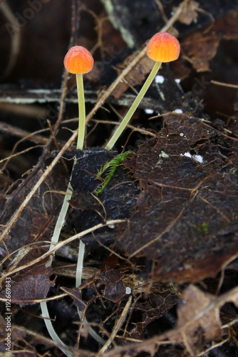 Tiny Mycena acicula Mushrooms