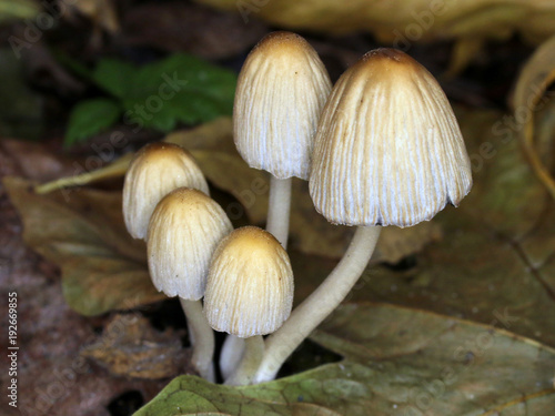 Coprinellus micaceus Mushrooms