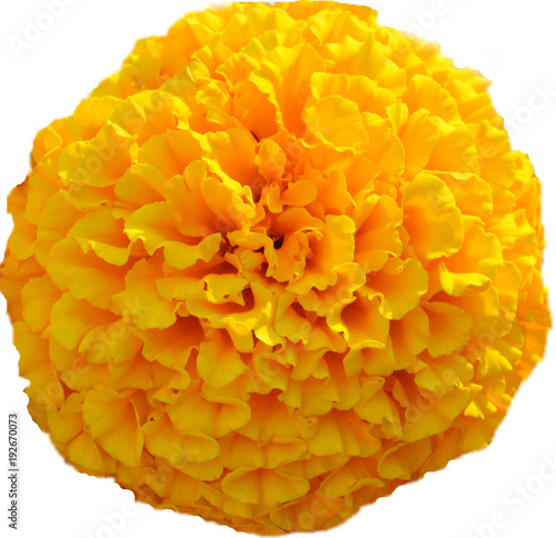 orange flower marigold on white background isolated